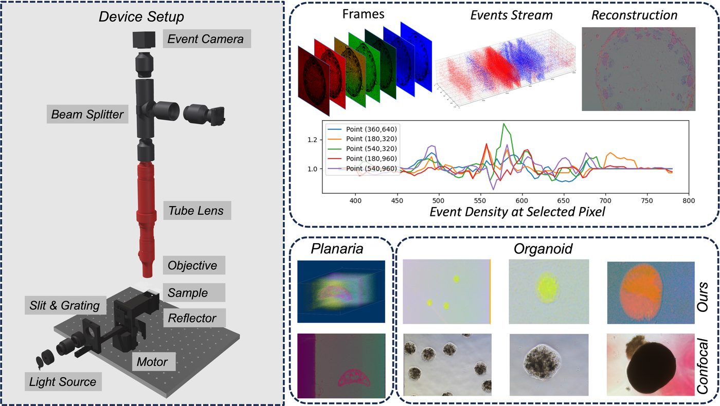OpenHI system overview: device setup, event stream, reconstruction, organoid results
